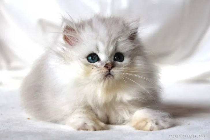 ID：1806-01456の子猫
