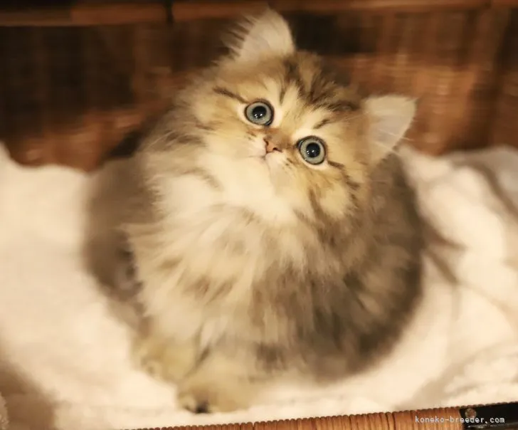 ID：2202-00210の子猫