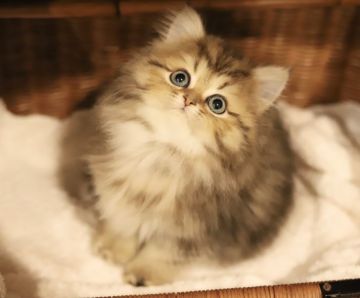 ペルシャ(チンチラ)【滋賀県・男の子・2021年12月15日・チンチラゴールデン】の写真「丸顔の甘えん坊くん♡癒し♡」