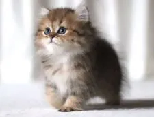 ペルシャ(チンチラ)【滋賀県・女の子・2020年7月30日・チンチラゴールデン】の写真1「9月12日撮影」