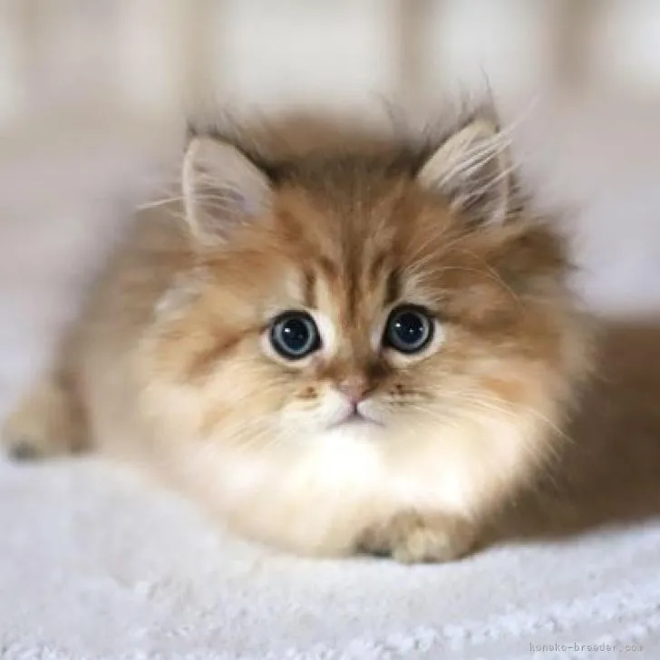 ID:2207-03044の子猫