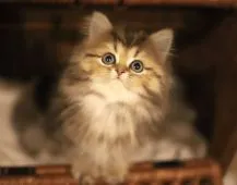 ペルシャ(チンチラ)【滋賀県・男の子・2021年12月15日・チンチラゴールデン】の写真2