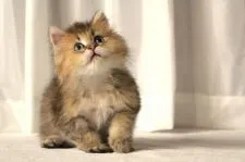 ペルシャ(チンチラ)【滋賀県・男の子・2018年7月12日・チンチラゴールデン】の写真3「お目々キラキラ♪」