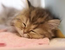 ペルシャ(チンチラ)【滋賀県・男の子・2021年12月15日・チンチラゴールデン】の写真5「zzz...♡」