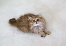 ペルシャ(チンチラ)【滋賀県・女の子・2025年8月24日・チンチラゴールデン】の写真10