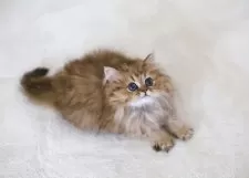 ペルシャ(チンチラ)【滋賀県・女の子・2025年8月24日・チンチラゴールデン】の写真12