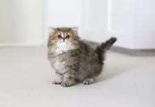 ペルシャ(チンチラ)【滋賀県・女の子・2025年1月28日・チンチラゴールデン】の写真14