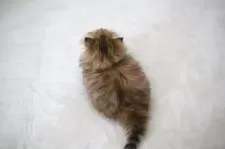 ペルシャ(チンチラ)【滋賀県・女の子・2025年8月24日・チンチラゴールデン】の写真15