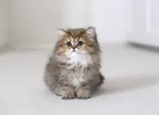 ペルシャ(チンチラ)【滋賀県・女の子・2025年1月28日・チンチラゴールデン】の写真2