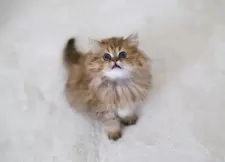 ペルシャ(チンチラ)【滋賀県・女の子・2025年8月24日・チンチラゴールデン】の写真4