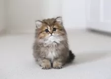 ペルシャ(チンチラ)【滋賀県・女の子・2025年1月28日・チンチラゴールデン】の写真4