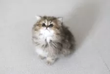 ペルシャ(チンチラ)【滋賀県・女の子・2025年1月28日・チンチラゴールデン】の写真6