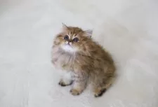 ペルシャ(チンチラ)【滋賀県・女の子・2025年8月24日・チンチラゴールデン】の写真6