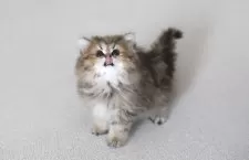 ペルシャ(チンチラ)【滋賀県・女の子・2025年1月28日・チンチラゴールデン】の写真8