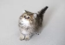 ペルシャ(チンチラ)【滋賀県・女の子・2025年1月28日・チンチラゴールデン】の写真9