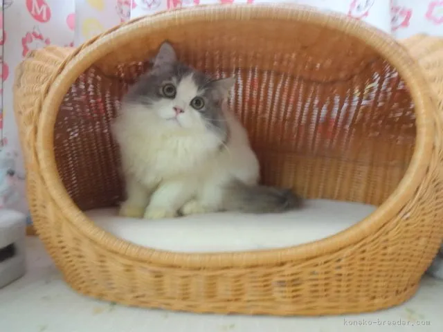 ID：1712-00042の子猫