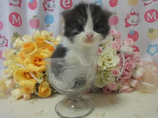 ID:1408-00300の子猫