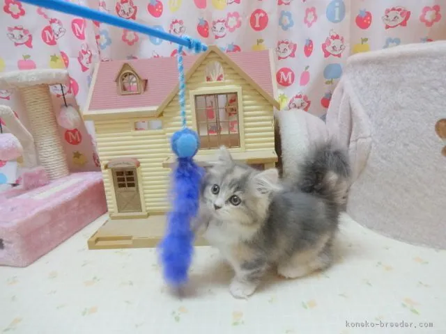 0630pp 様のお迎えした子猫