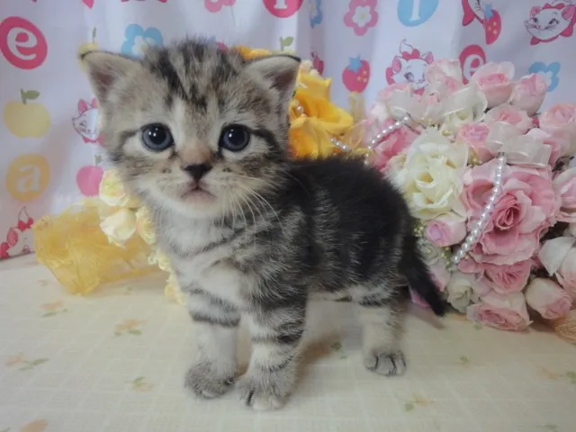 ID:1408-00094の子猫