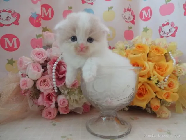 ID:1511-00186の子猫