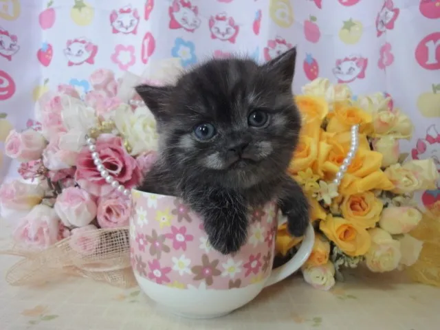 ID：1405-00140の子猫