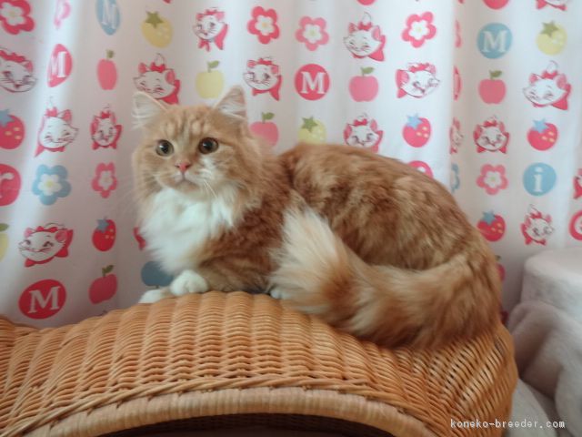 rikako 様のお迎えした子猫
