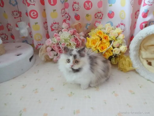 KRN 様のお迎えした子猫