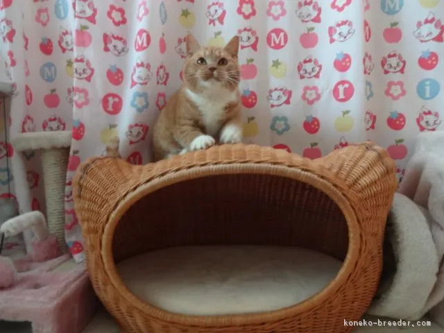 ID:1808-00761の子猫