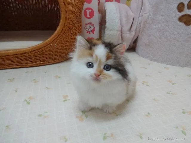 関原kana 様のお迎えした子猫
