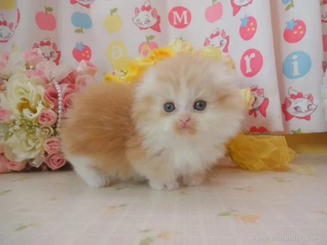 ニブ 様のお迎えした子猫