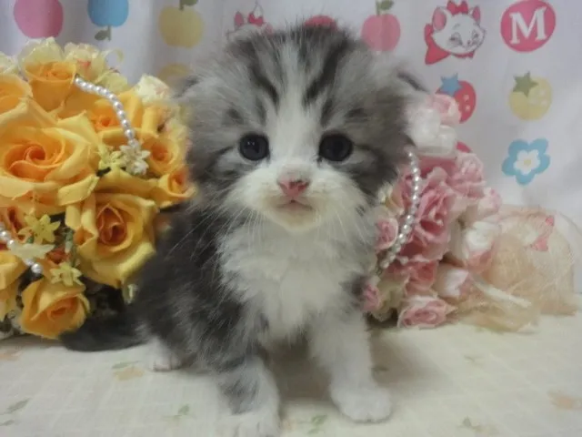 ID:1408-00302の子猫
