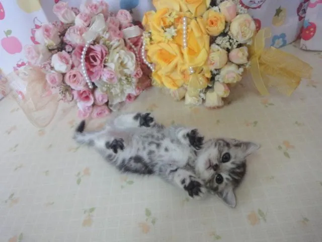ID:1409-00085の子猫