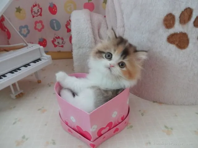 NAGI 様のお迎えした子猫