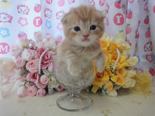 ID：1404-00099の子猫