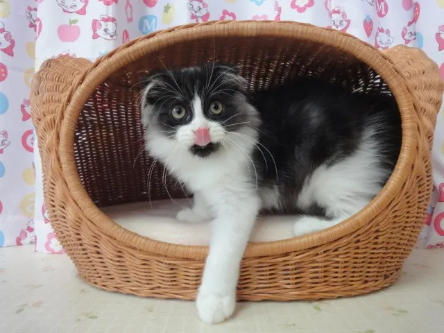 けんじさん 様のお迎えした子猫