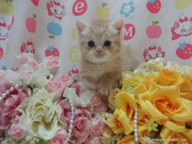 ID：1512-00408の子猫