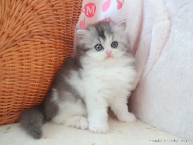ID:1710-00288の子猫