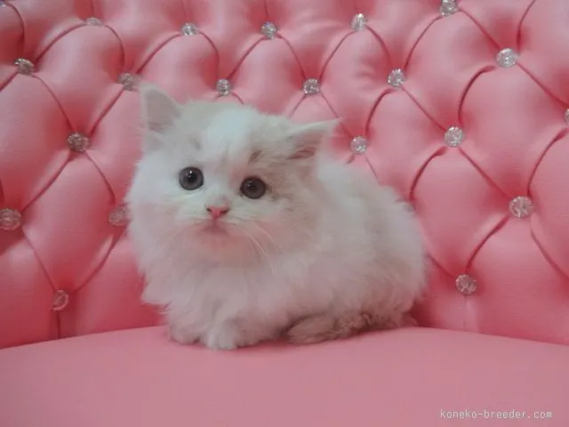 ID：1511-00187の子猫