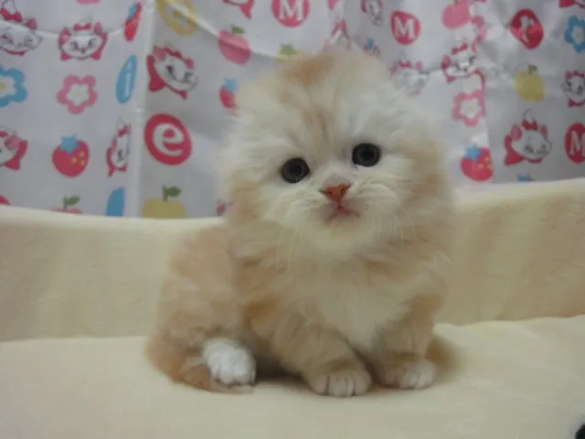 スコちゃん 様のお迎えした子猫