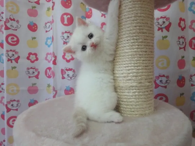 キティ 様のお迎えした子猫