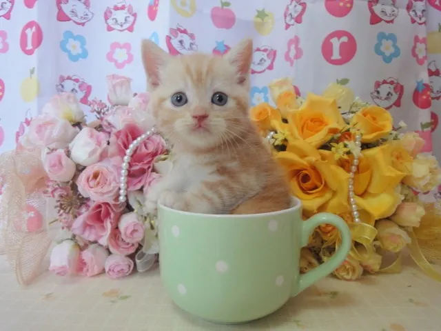 ID:1309-00096の子猫