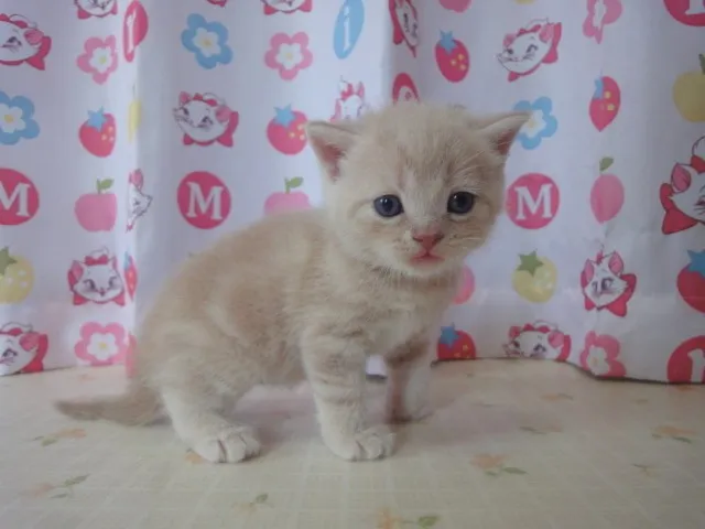 ID：1408-00093の子猫