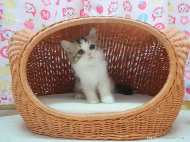 O 様のお迎えした子猫