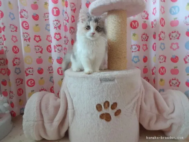 りっちゃん 様のお迎えした子猫