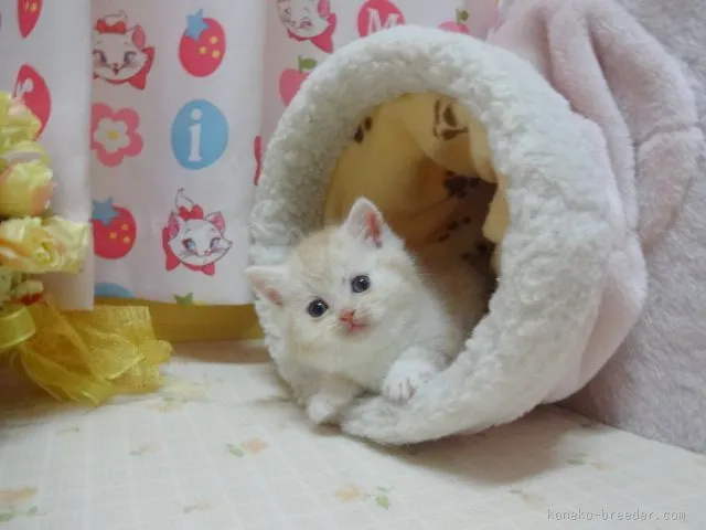 ほっぺ 様のお迎えした子猫