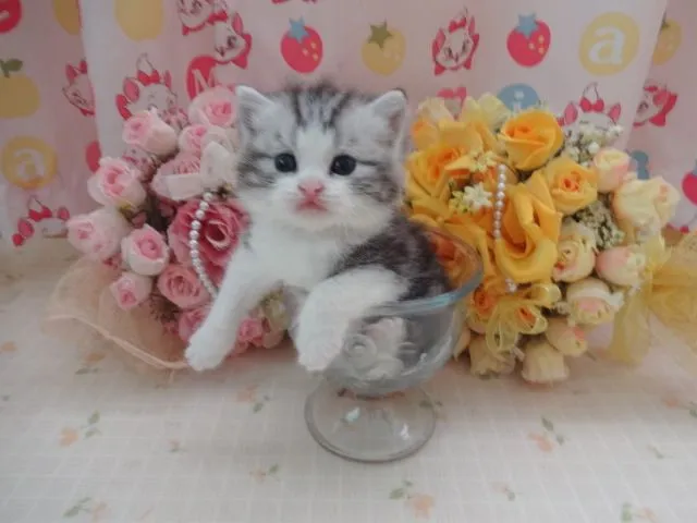 ID：1505-00462の子猫