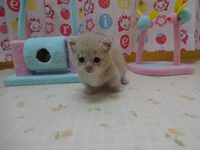 ID:1503-00288の子猫