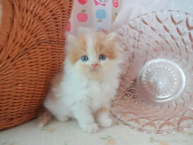たろ坊 様のお迎えした子猫