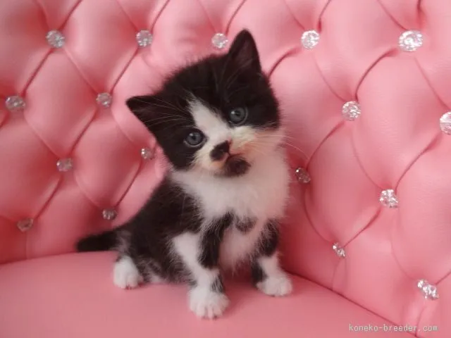 ぶん 様のお迎えした子猫