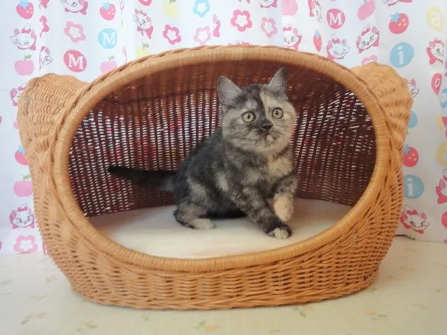 しゅう2 様のお迎えした子猫